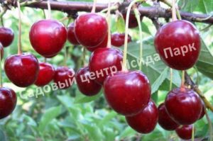 Вишня Лутовка