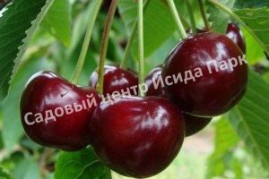 Вишня Памяти Еникеева