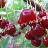 Вишня Памяти Вавилова 1