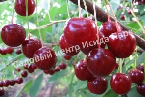 Вишня Памяти Вавилова