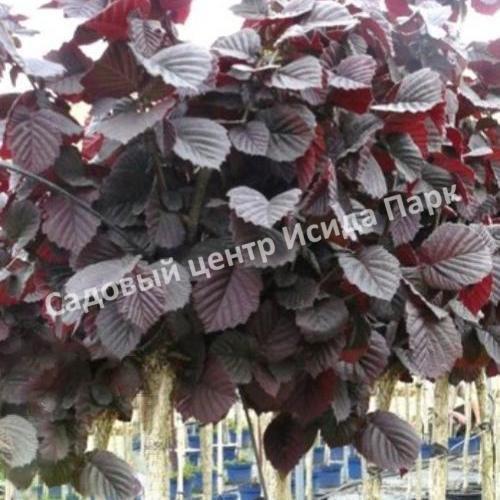 Лещина обыкновенная Энни Ред Дварф (Anny’s Red Dwarf) Лещина обыкновенная Энни Ред Дварф (Anny’s Red Dwarf)