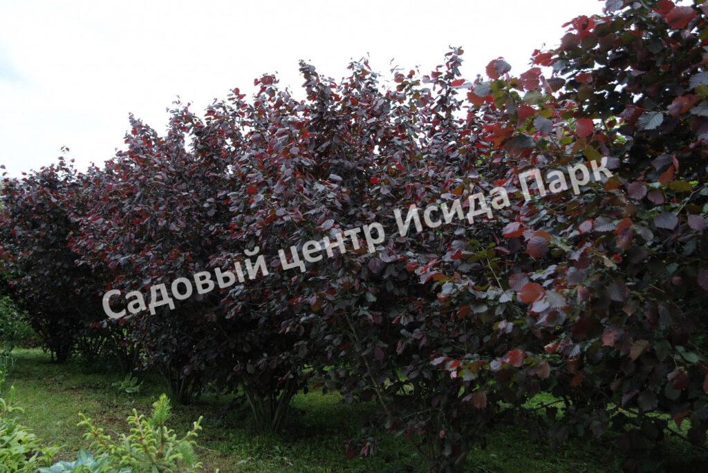 Лещина обыкновенная Пурпуреа (Purpurea)