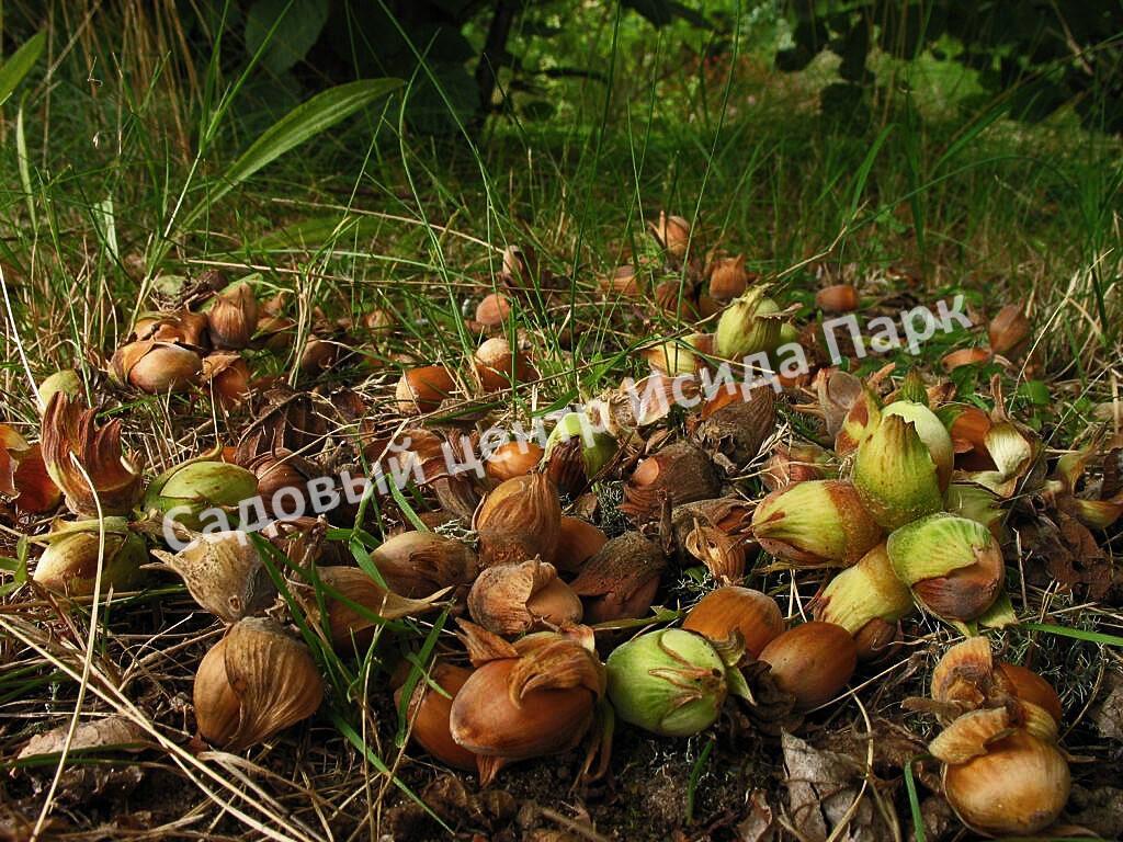 Лещина обыкновенная Пурпуреа (Purpurea) Лещина обыкновенная Пурпуреа (Purpurea)