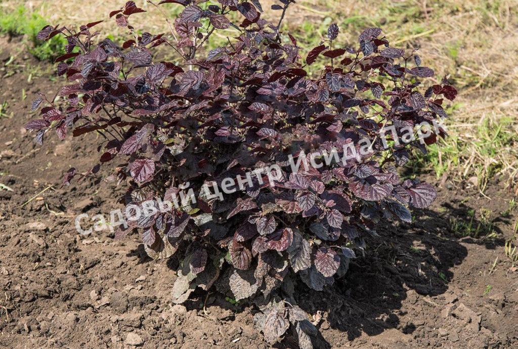 Лещина обыкновенная Пурпуреа (Purpurea)