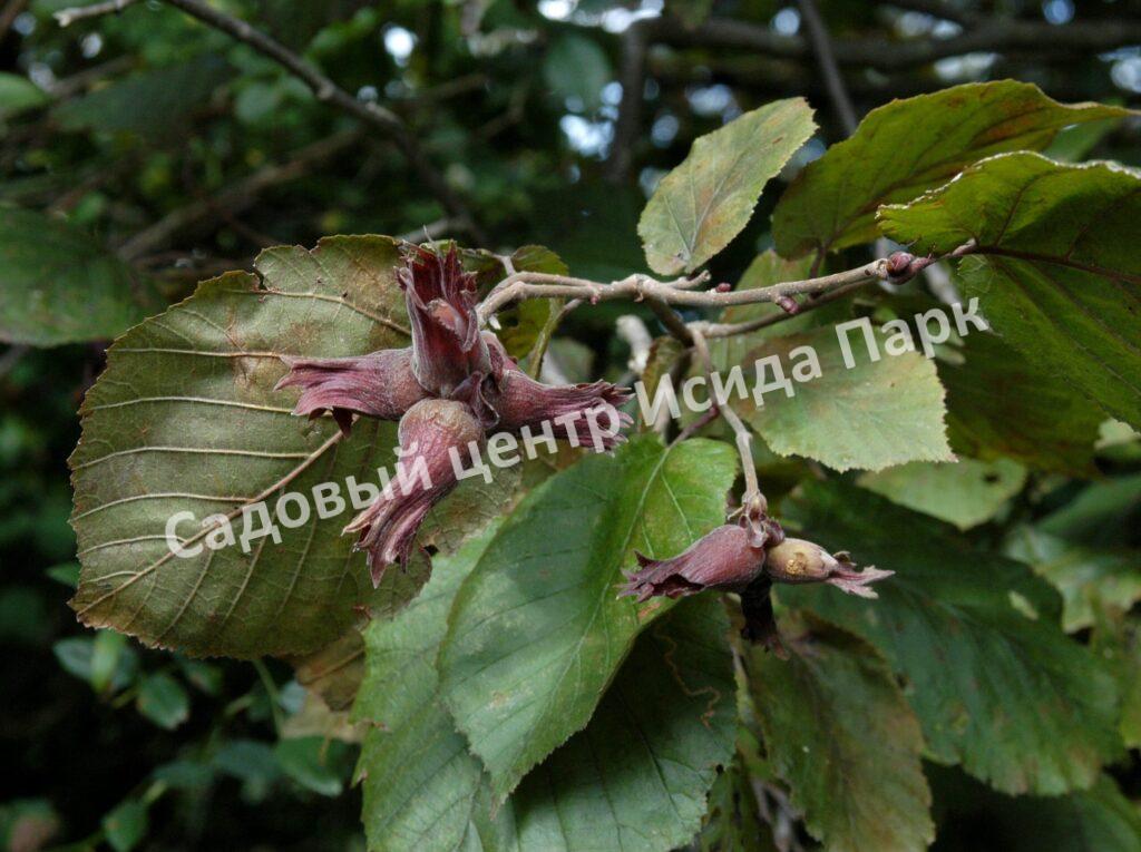 Лещина обыкновенная Пурпуреа (Purpurea) Лещина обыкновенная Пурпуреа (Purpurea)