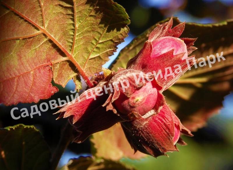 Лещина обыкновенная Пурпуреа (Purpurea) Лещина обыкновенная Пурпуреа (Purpurea)