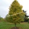Лещина древовидная Медвежий орех, Турецкий орех (Treelike Bear Walnut, Turkish Walnut) 13