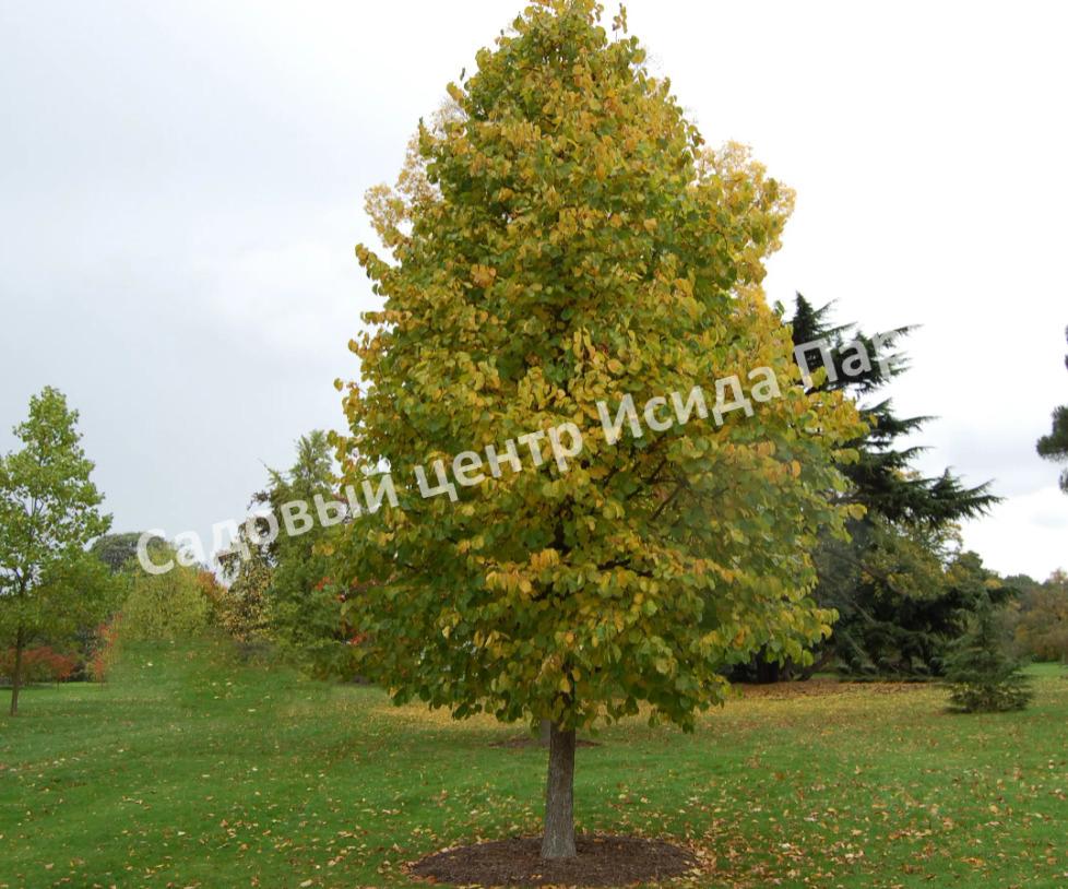 Лещина древовидная Медвежий орех, Турецкий орех (Treelike Bear Walnut, Turkish Walnut) Лещина древовидная Медвежий орех, Турецкий орех (Treelike Bear Walnut, Turkish Walnut)