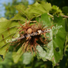 Лещина древовидная Медвежий орех, Турецкий орех (Treelike Bear Walnut, Turkish Walnut) 12