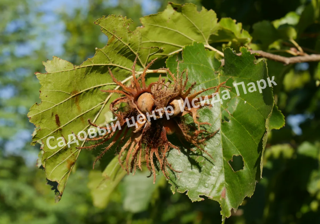 Лещина древовидная Медвежий орех, Турецкий орех (Treelike Bear Walnut, Turkish Walnut) Лещина древовидная Медвежий орех, Турецкий орех (Treelike Bear Walnut, Turkish Walnut)