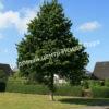 Лещина древовидная Медвежий орех, Турецкий орех (Treelike Bear Walnut, Turkish Walnut) 20