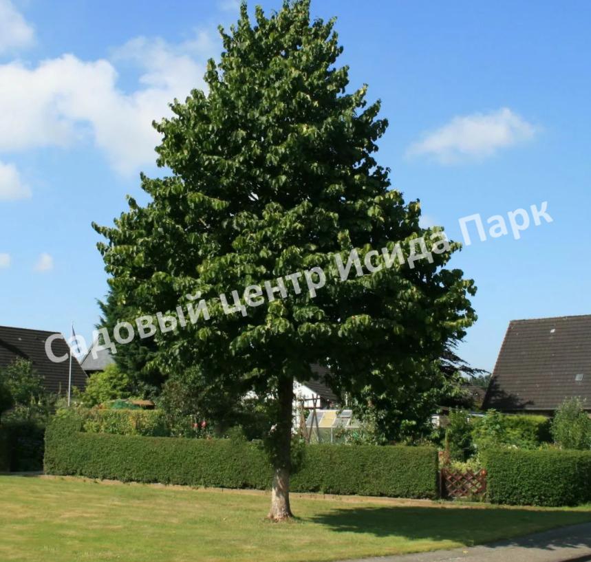 Лещина древовидная Медвежий орех, Турецкий орех (Treelike Bear Walnut, Turkish Walnut) Лещина древовидная Медвежий орех, Турецкий орех (Treelike Bear Walnut, Turkish Walnut)