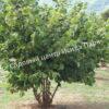 Лещина древовидная Медвежий орех, Турецкий орех (Treelike Bear Walnut, Turkish Walnut) 14