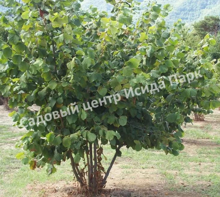 Лещина древовидная Медвежий орех, Турецкий орех (Treelike Bear Walnut, Turkish Walnut) Лещина древовидная Медвежий орех, Турецкий орех (Treelike Bear Walnut, Turkish Walnut)