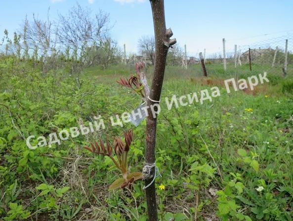 Лещина древовидная Медвежий орех, Турецкий орех (Treelike Bear Walnut, Turkish Walnut) Лещина древовидная Медвежий орех, Турецкий орех (Treelike Bear Walnut, Turkish Walnut)