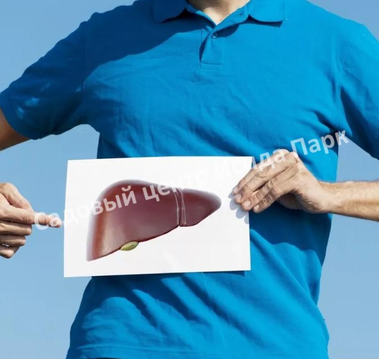 Лещина древовидная Медвежий орех, Турецкий орех (Treelike Bear Walnut, Turkish Walnut) Лещина древовидная Медвежий орех, Турецкий орех (Treelike Bear Walnut, Turkish Walnut)