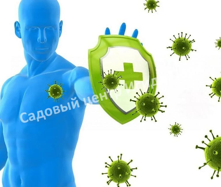 Лещина древовидная Медвежий орех, Турецкий орех (Treelike Bear Walnut, Turkish Walnut) Лещина древовидная Медвежий орех, Турецкий орех (Treelike Bear Walnut, Turkish Walnut)