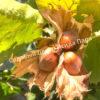 Лещина древовидная Медвежий орех, Турецкий орех (Treelike Bear Walnut, Turkish Walnut) 18