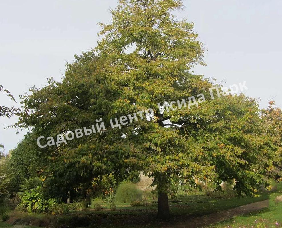 Лещина древовидная Медвежий орех, Турецкий орех (Treelike Bear Walnut, Turkish Walnut) Лещина древовидная Медвежий орех, Турецкий орех (Treelike Bear Walnut, Turkish Walnut)