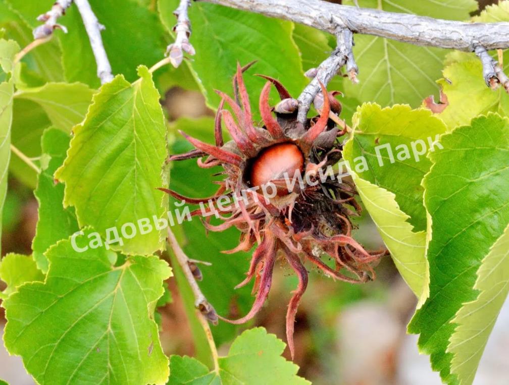 Лещина древовидная Медвежий орех, Турецкий орех (Treelike Bear Walnut, Turkish Walnut) Лещина древовидная Медвежий орех, Турецкий орех (Treelike Bear Walnut, Turkish Walnut)