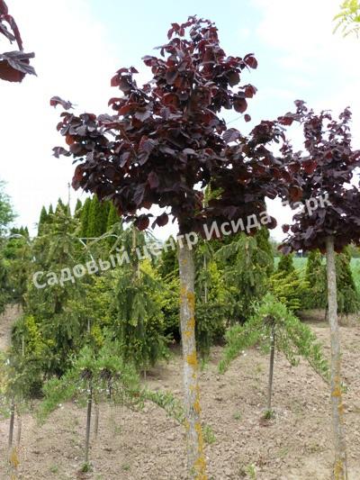 Лещина обыкновенная Энни Компакт Ред (Anny’s Compact Red) Лещина обыкновенная Энни Компакт Ред (Anny’s Compact Red)