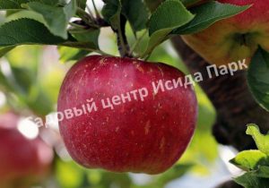 Яблоня Апорт алматинский