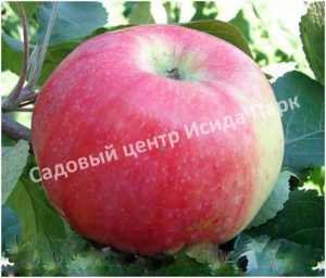 Яблоня Ароматное