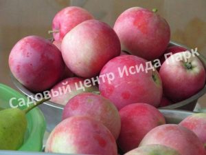 Яблоня Башкирская красавица