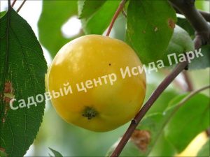Яблоня Китайка Желтая