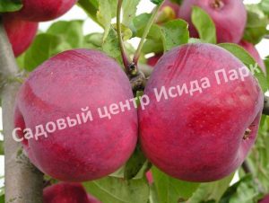 Яблоня Макинтош
