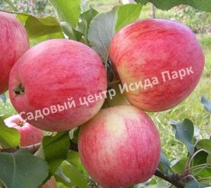 Яблоня Мельба