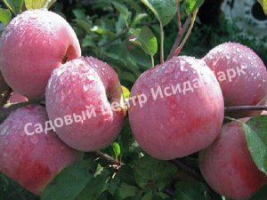Яблоня Ветеран