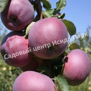 Яблоня Вильямс Прайд