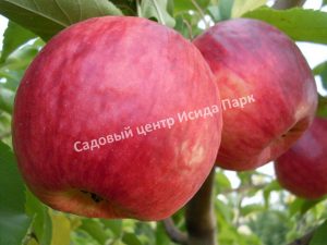 Яблоня Жигулевское