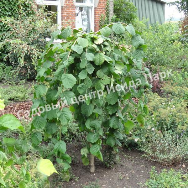 Лещина обыкновенная Пендула на штамбе (Pendula) Лещина обыкновенная Пендула на штамбе (Pendula)