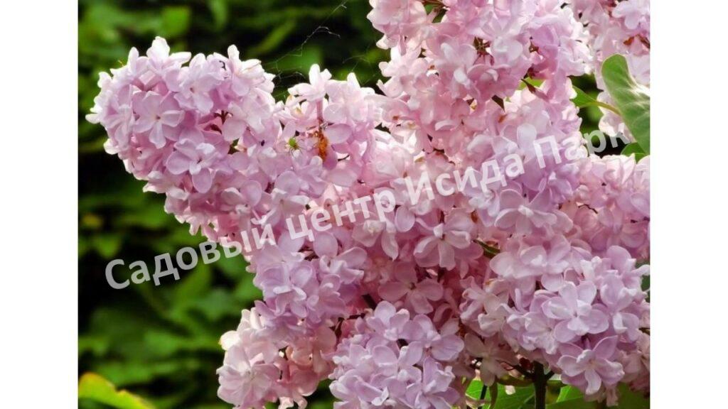 Сирень Жемчужина (Zhemchuzhina)