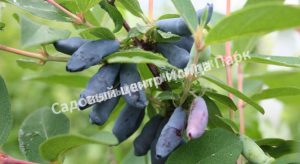 Жимолость Ассоль