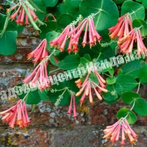 Жимолость брауна Фуксиевидная