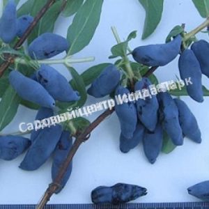 Жимолость Чулымская