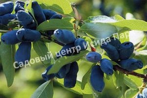 Жимолость Гжелка