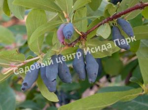 Жимолость Икса