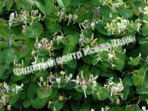 Жимолость вьющаяся Каприфоль