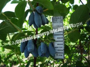 Жимолость Югана