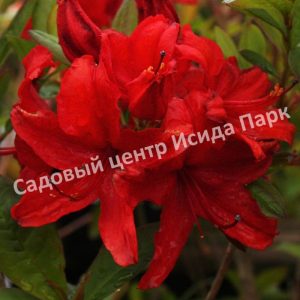 Азалия Набукко (Nabucco)