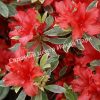 Азалия Хот Шот Вариегата (Variegata Hot Shot) 1