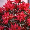 Азалия Хот Шот Вариегата (Variegata Hot Shot) 2