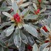 Азалия Хот Шот Вариегата (Variegata Hot Shot) 3