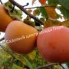 Хурма Джон Рик (John Rick) 5