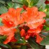 Азалия Гейша Оранж (Geisha Orange) 6