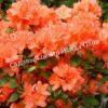 Азалия Гейша Оранж (Geisha Orange) 7